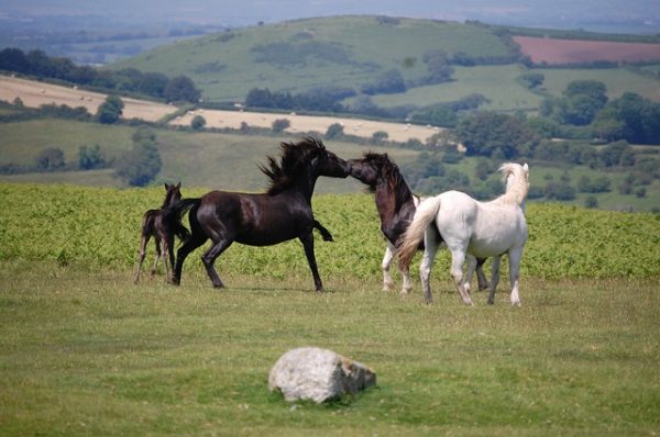 dartmoor-ponies-1875314_640